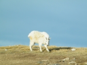 sheep_part_1