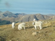 sheep_part_2