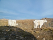 sheep_part_3