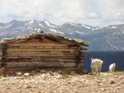 mountain_goats_at_the_wise_mountain_cabin