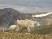 mountain_goats_part_1