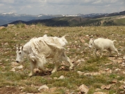mountain_goats_part_2