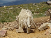 mountain_goats_part_3