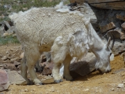 mountain_goats_part_4