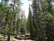 tall_trees