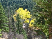 aspen