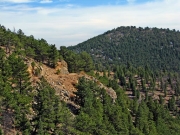thick_trees