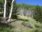 aspen_grove