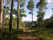 view_through_the_aspens