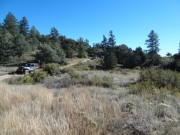 jeeps