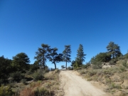 line_of_pine