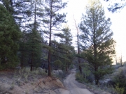 tall_trees
