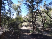 tree_arch