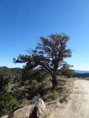 weathered_tree