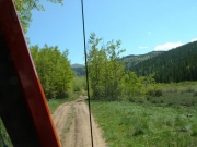aspens