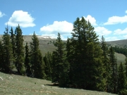 trees