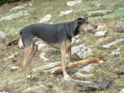 buddy_and_his_stick