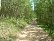 tree-lined_trail