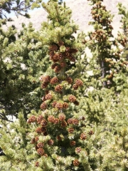 pine_cones