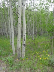 aspens