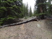 deadwood