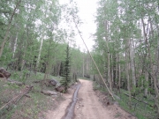 leaning_tree