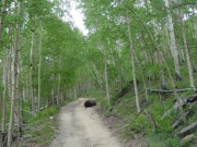 rock_in_the_trail