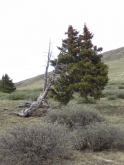 windblown_trees