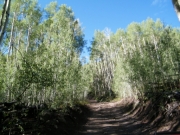 aspens