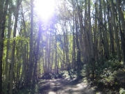through_aspens