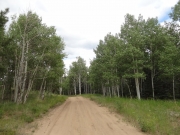 aspens