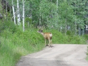 deer_part_1