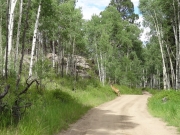 deer_part_2