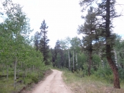 through_trees
