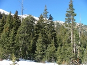 pine_trees