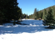 snow_and_pine_trees