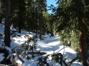 trail_past_the_deadfall