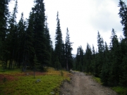 through_the_trees