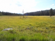 meadow