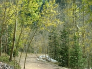 aspens