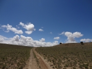 lonely_trees