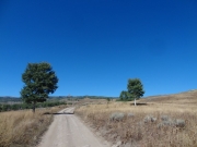 between_two_trees