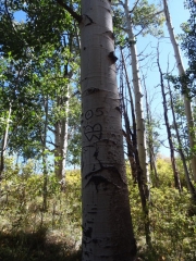 carved_tree