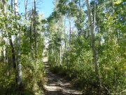 in_aspens