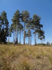 tall_trees