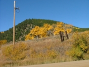 aspens_near_the_trailhead