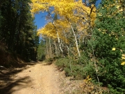 aspens_part_2