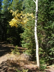 aspens_part_3