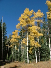 aspens_part_4