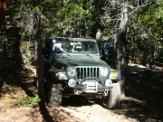 bob_through_tight_trees